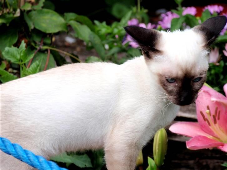 Siameser Pelle billede 3