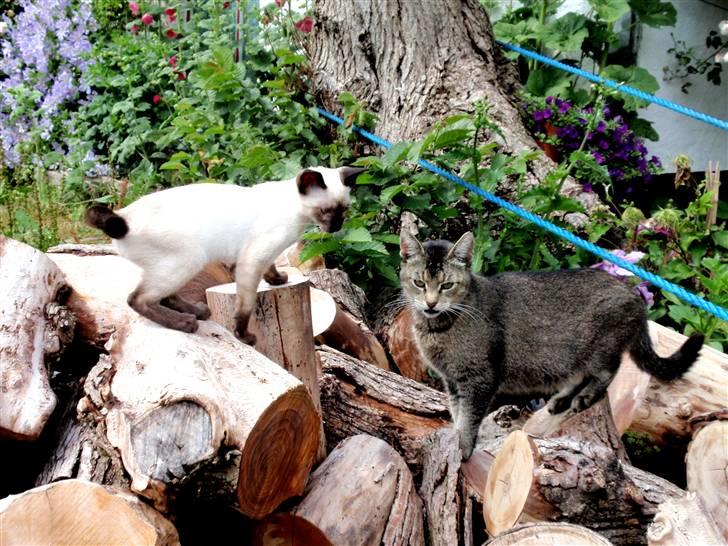 Siameser Pelle billede 4