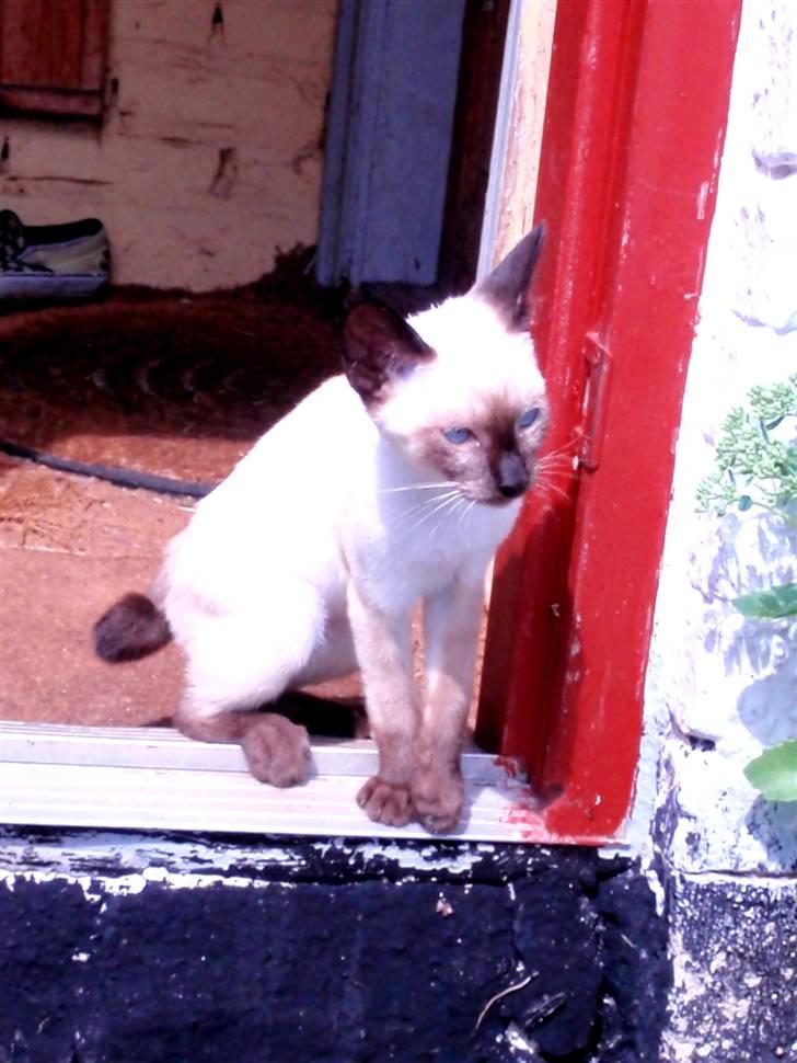 Siameser Pelle billede 5