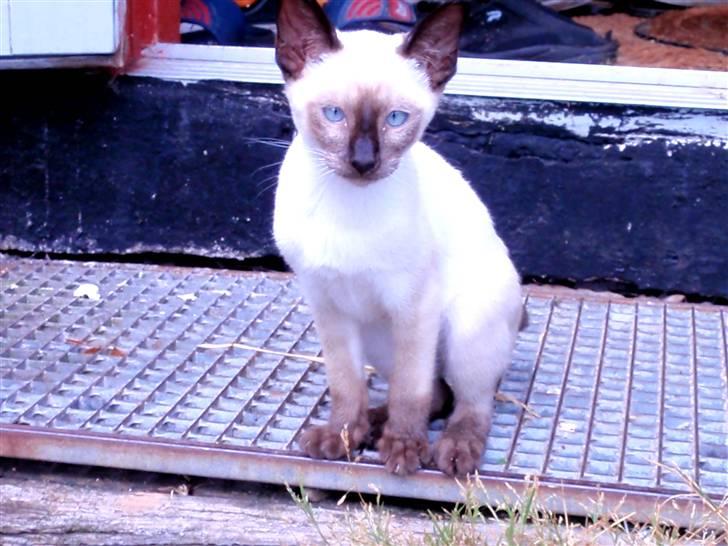 Siameser Pelle billede 6