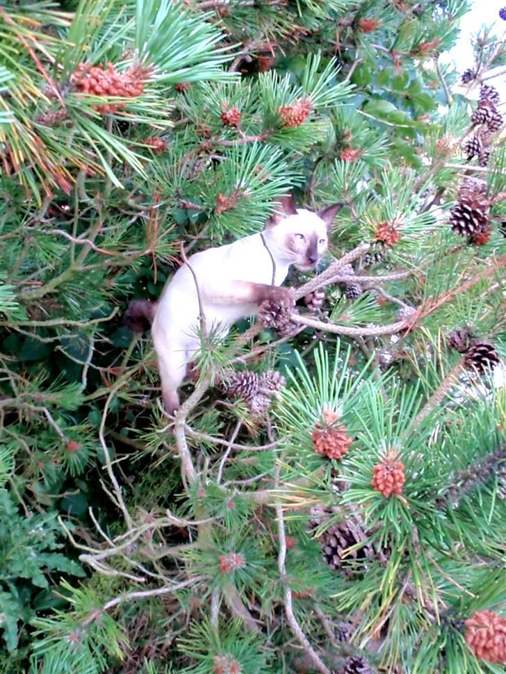 Siameser Pelle billede 7