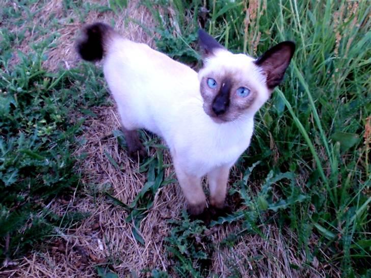 Siameser Pelle billede 8