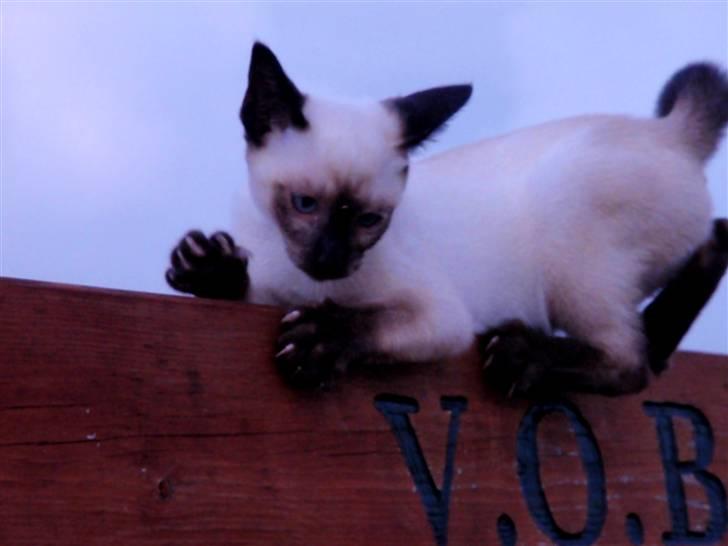 Siameser Pelle billede 9