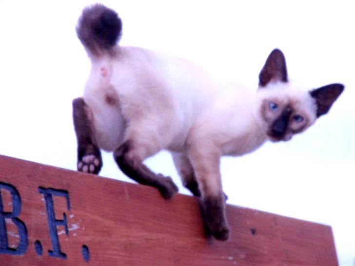 Siameser Pelle billede 10