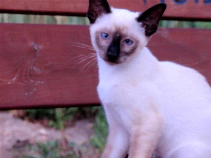 Siameser Pelle billede 11