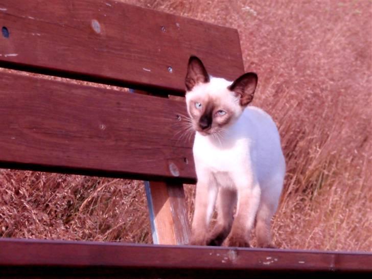 Siameser Pelle billede 12