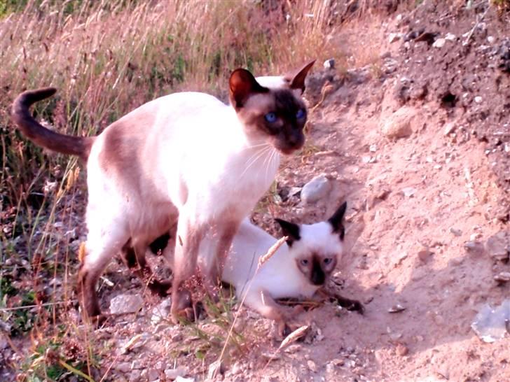 Siameser Pelle billede 13