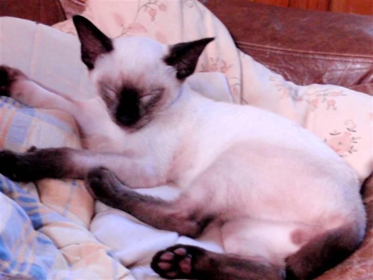 Siameser Pelle billede 14