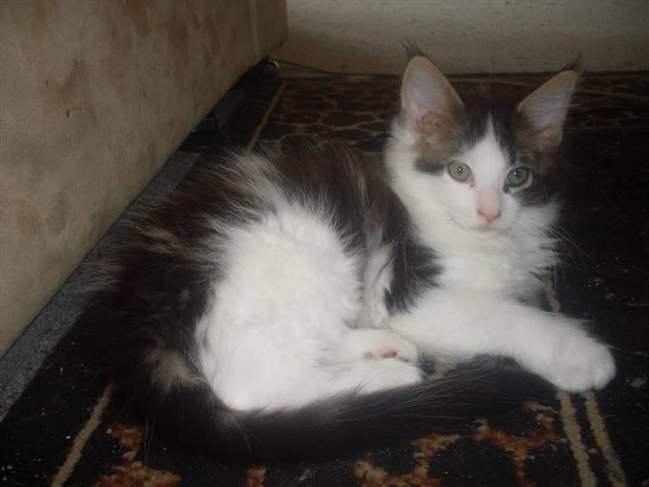 Maine Coon R.I.P smukke Basse - er jeg ik bare smuk kan godt forstå min madmor ikk kan skille sig af med mig....*GG* billede 9