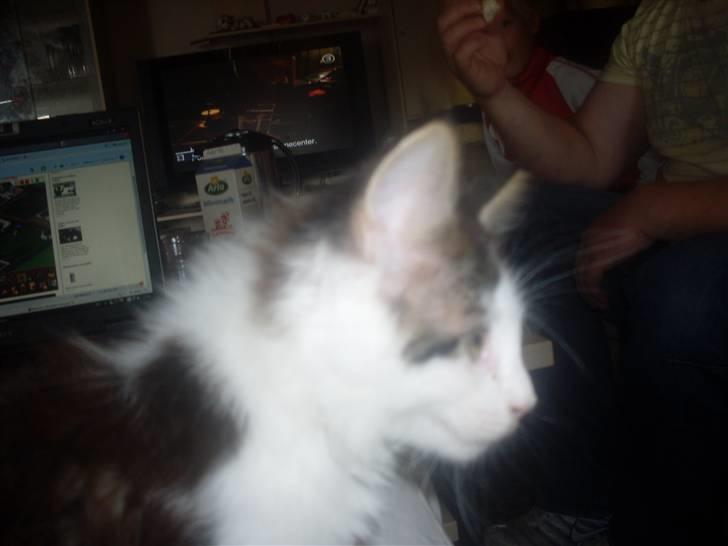 Maine Coon R.I.P smukke Basse - prøvede at tage et side profil billede men det ville han ikk rigtig være med til....*GG* det blev det bedste.... billede 10