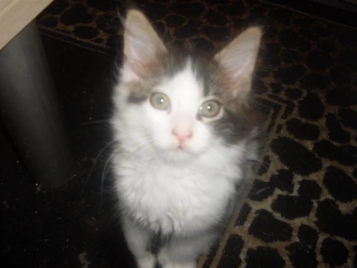 Maine Coon R.I.P smukke Basse billede 11