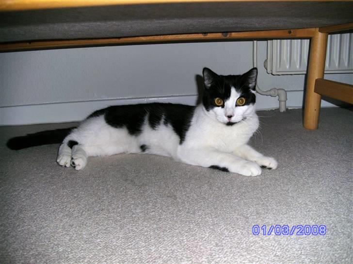 Huskat Mischa - Mischa elsker at ligge inden under sofaen billede 1