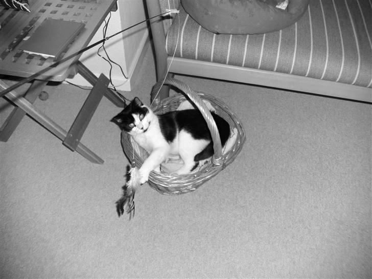 Huskat Mischa - Mischa kan også lide at lege med FJER pinden billede 2