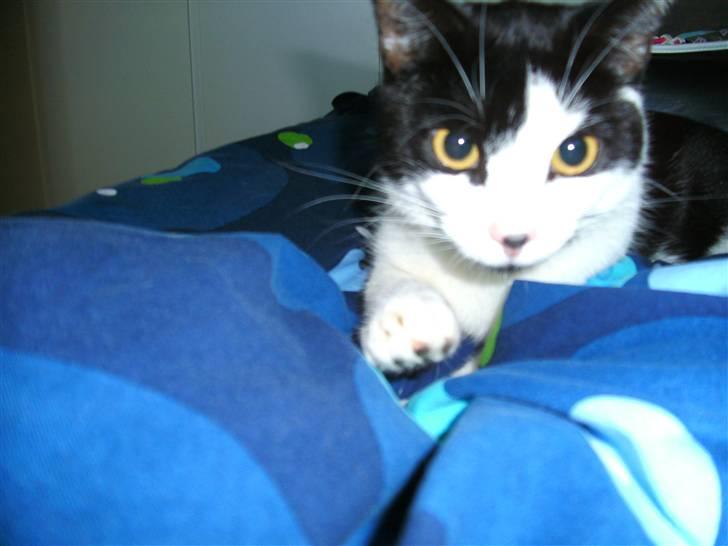 Huskat Mischa billede 3