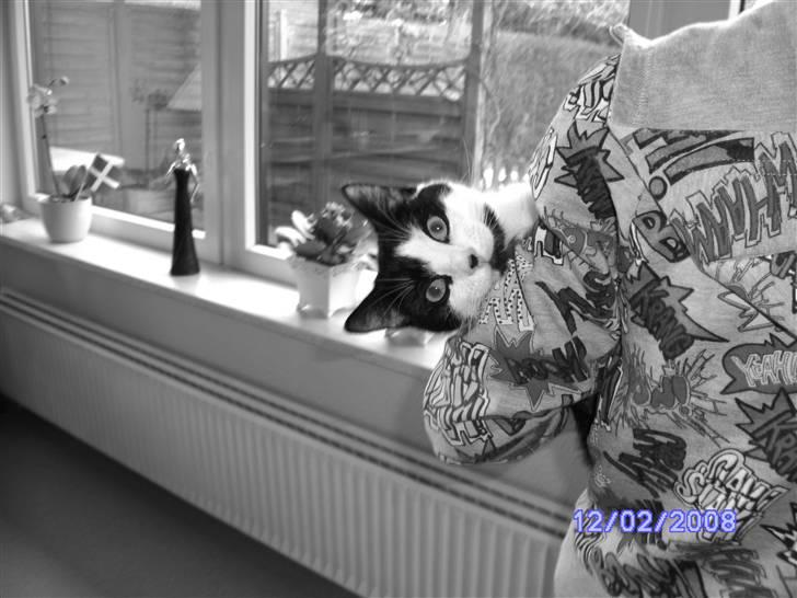 Huskat Mischa billede 4