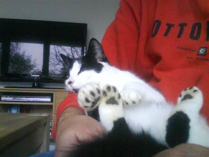 Huskat Mischa billede 5