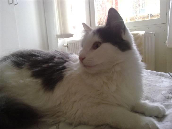 Blanding af racer MCO/NFO - Hvide  billede 2