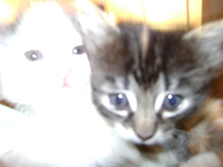 Blanding af racer MCO/NFO - Hvide  billede 3