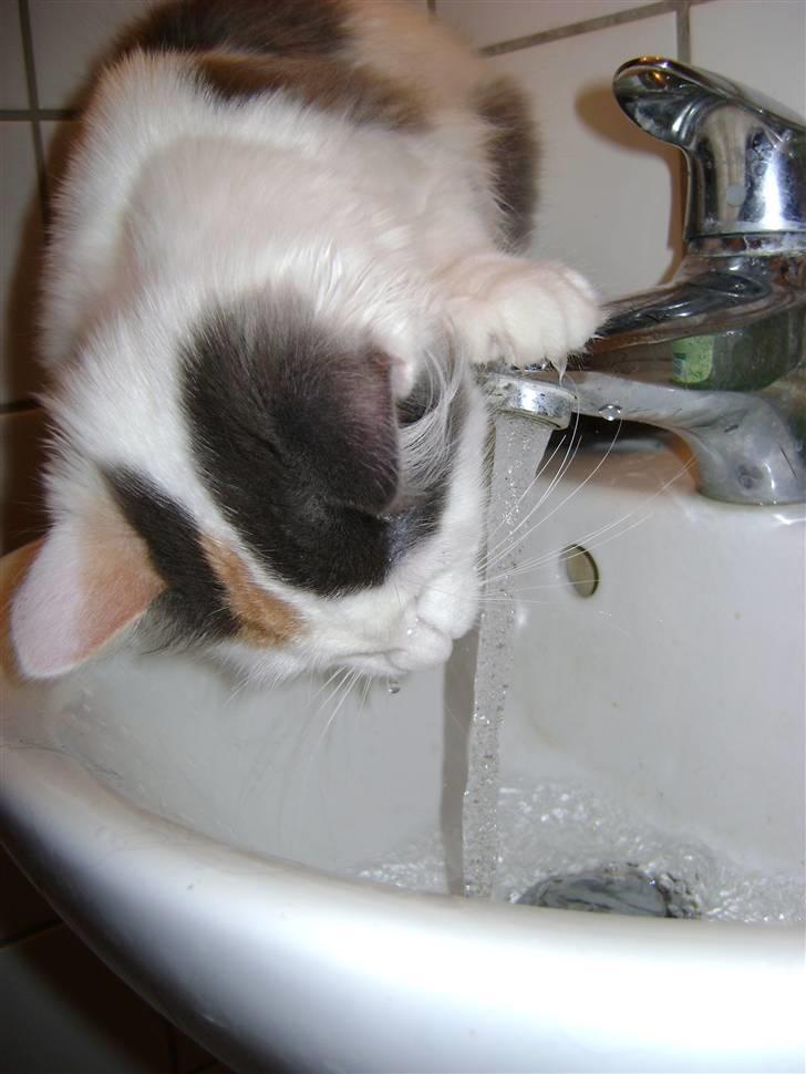 Blanding af racer MCO/NFO - Hvide  billede 4