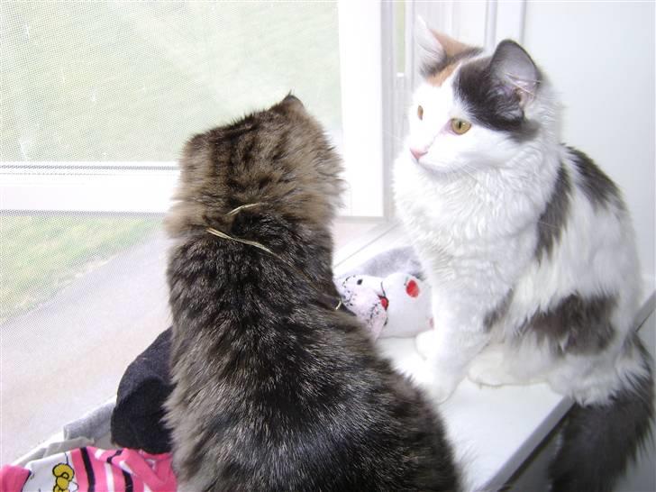 Blanding af racer MCO/NFO - Hvide  billede 5