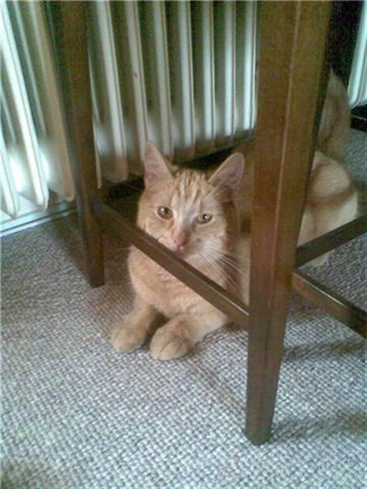 Huskat Garfild billede 1