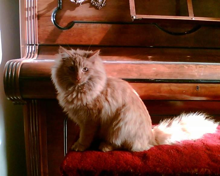 Norsk Skovkat Bandit - INGEN KOPIRING! Foto: Min far, billede 1