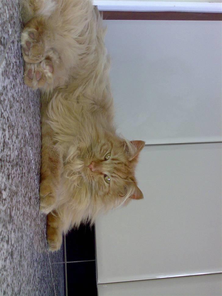 Norsk Skovkat Bandit - INGEN KOPIRING! Foto: Mig. billede 2