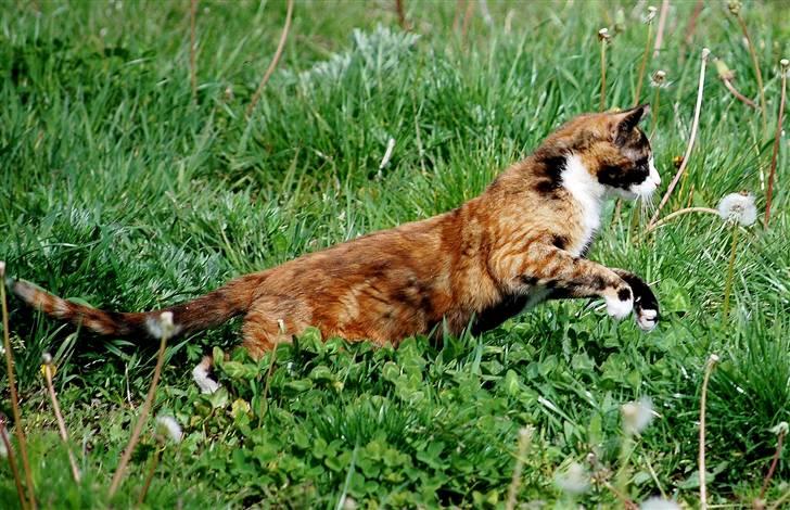 Blanding af racer Felia billede 9