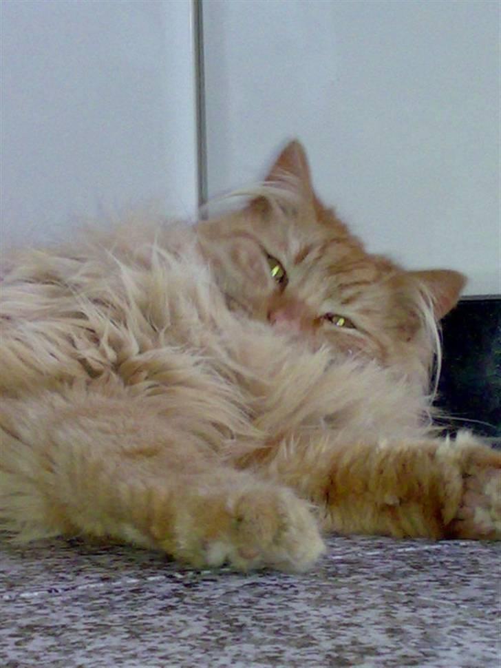 Norsk Skovkat Bandit - INGEN KOPIRING! Foto: Mig. billede 3