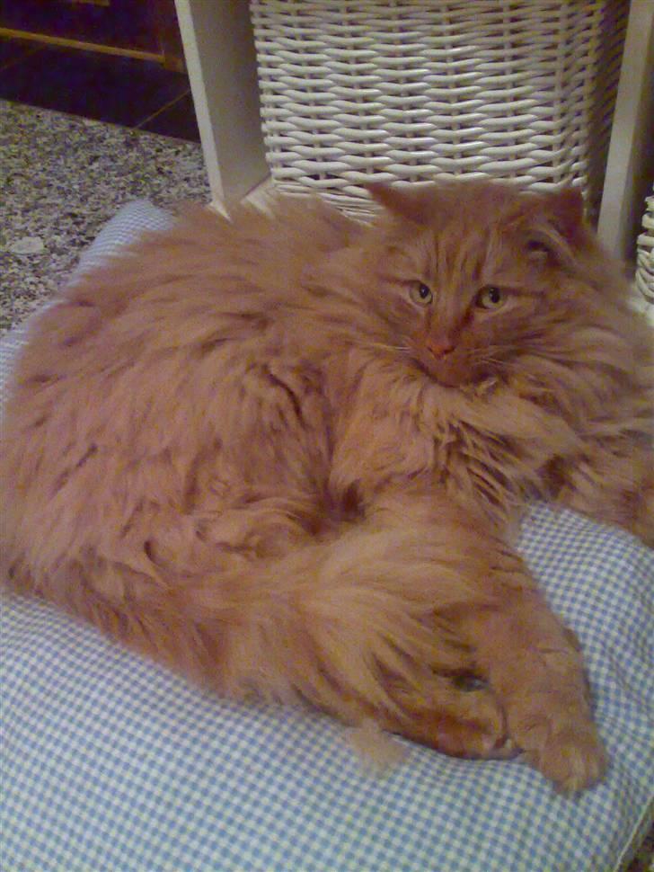 Norsk Skovkat Bandit - INGEN KOPIRING! Foto: Mig. billede 4