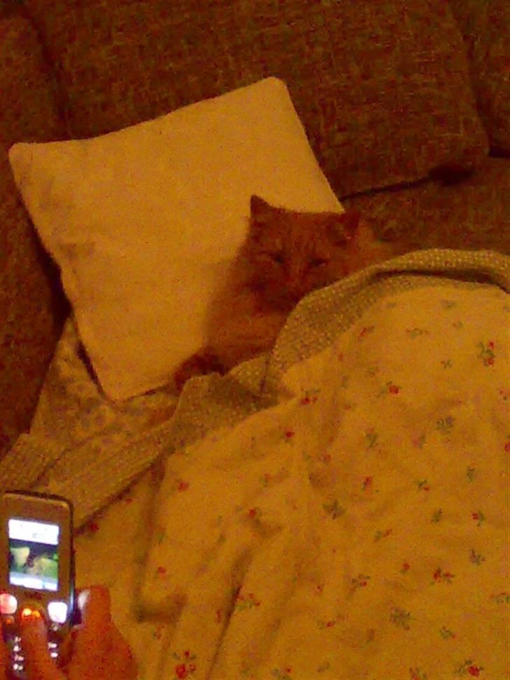 Norsk Skovkat Bandit - INGEN KOPIRING! Foto: Mig. billede 5