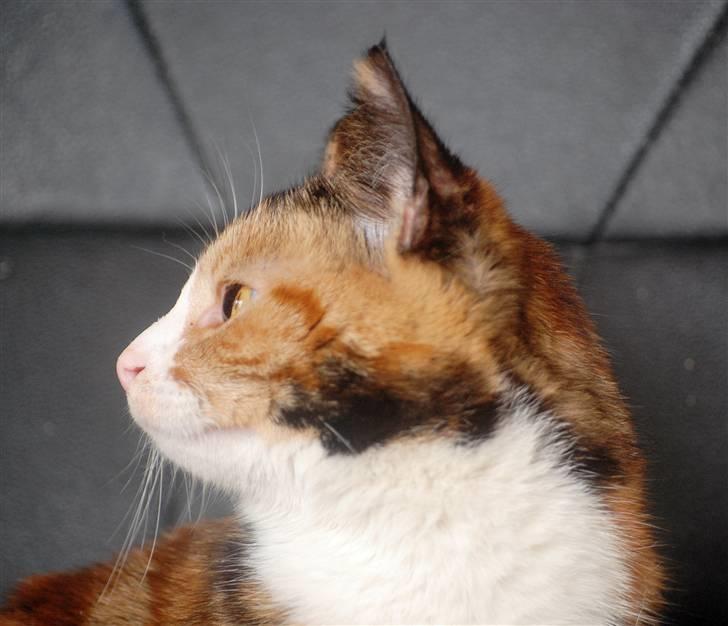 Blanding af racer Felia billede 10