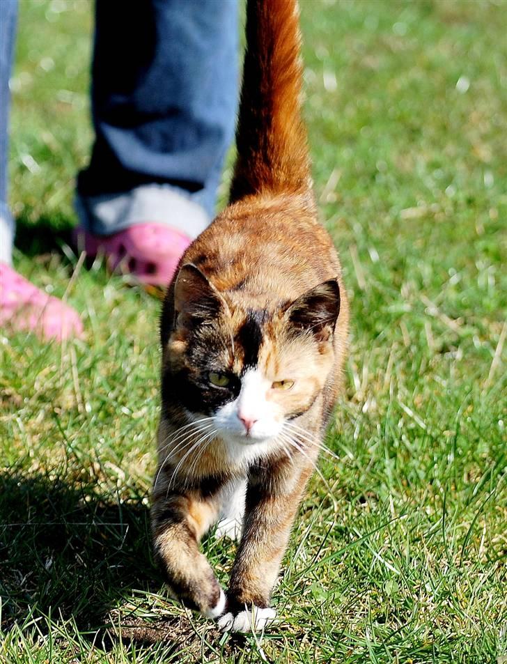 Blanding af racer Felia billede 11