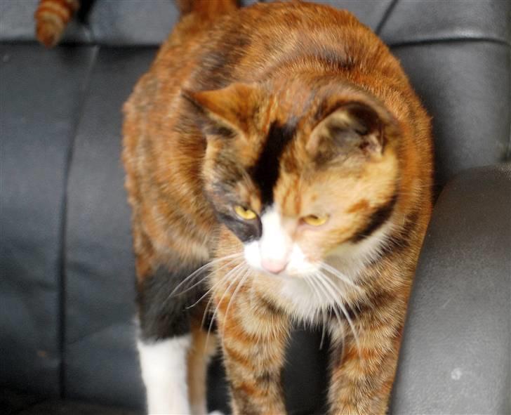 Blanding af racer Felia billede 12