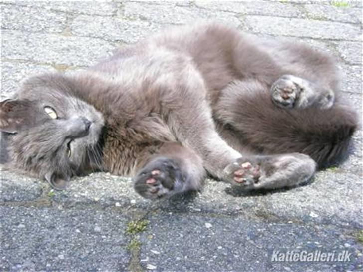 Huskat Trille billede 16