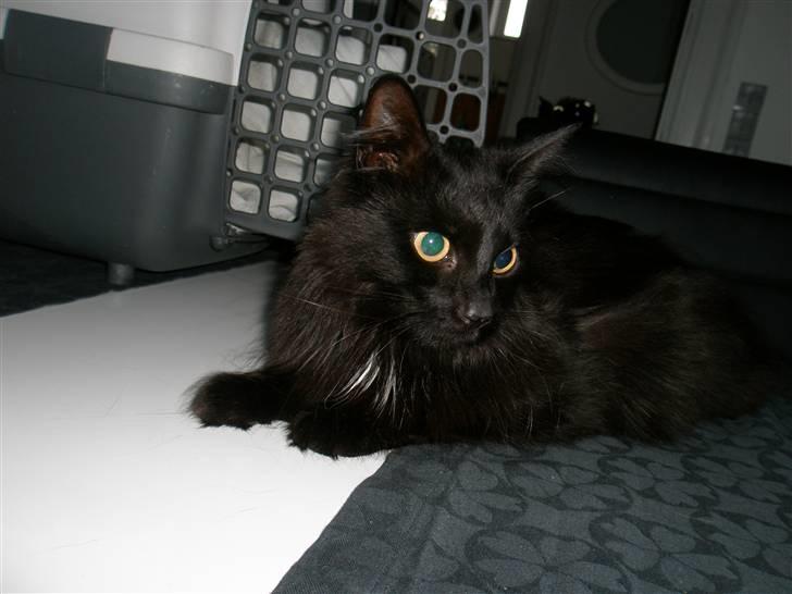 Blanding af racer Møffe billede 1