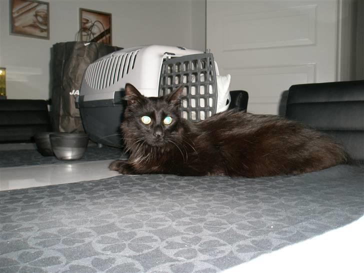 Blanding af racer Møffe billede 2