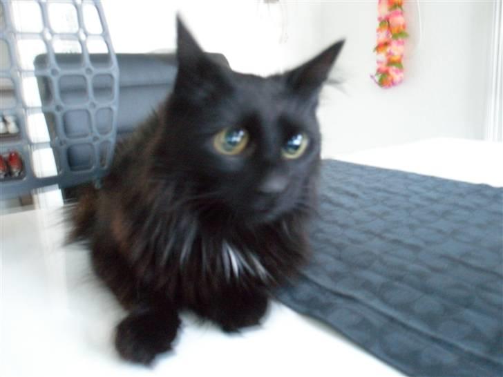 Blanding af racer Møffe billede 3