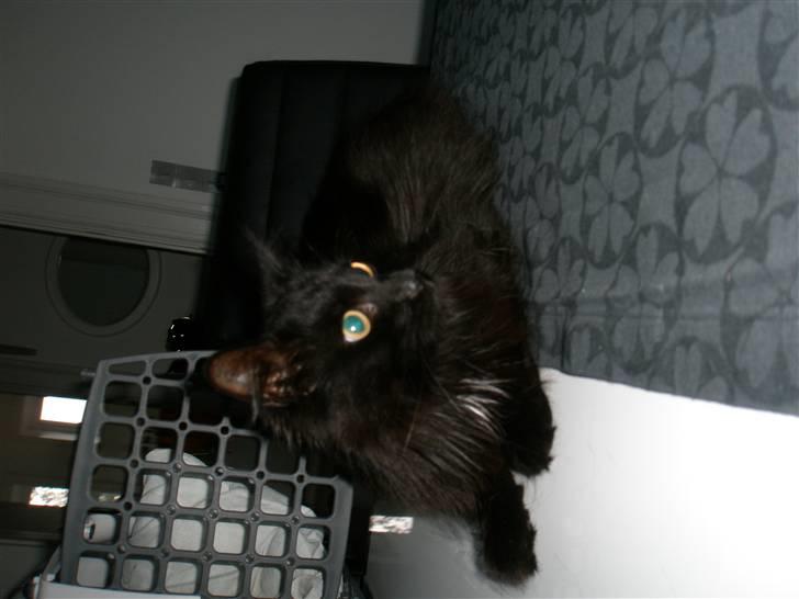 Blanding af racer Møffe billede 4