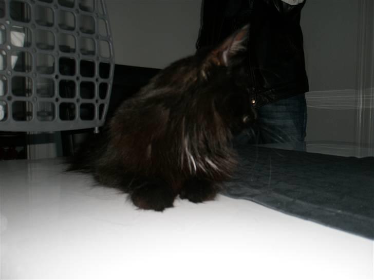 Blanding af racer Møffe billede 5