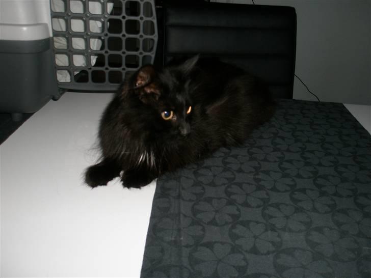 Blanding af racer Møffe billede 6