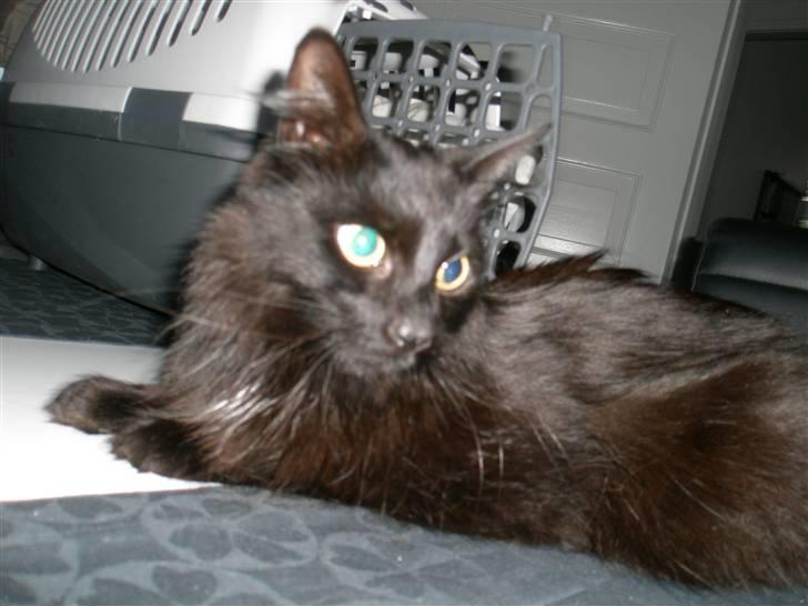 Blanding af racer Møffe billede 7