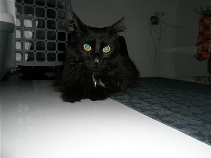 Blanding af racer Møffe billede 8