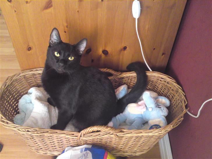 Huskat Obelix - se ligger jeg ikke fint her... hov og velkommen til billede 1