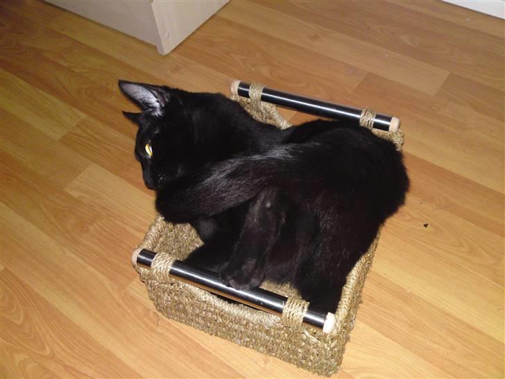 Huskat Obelix - med lidt god vilje kan jeg godt være her i legetøjskurven billede 2