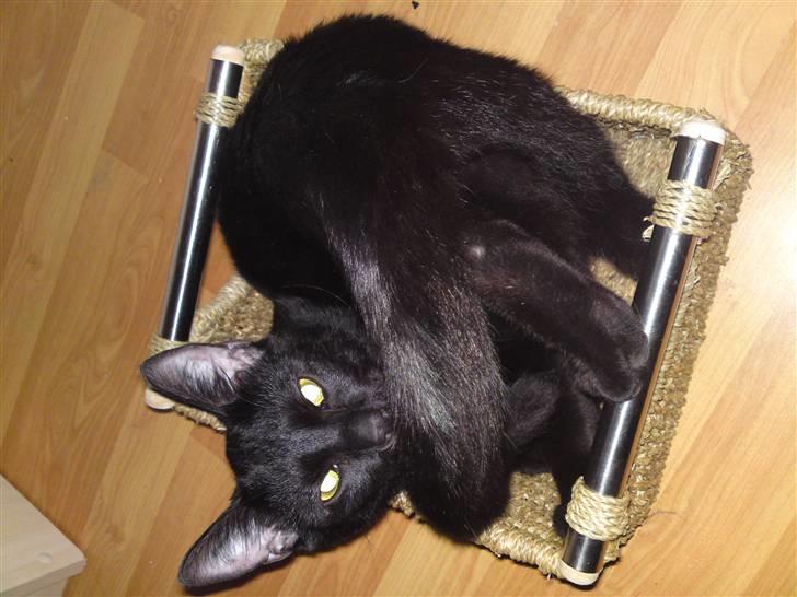 Huskat Obelix - se selv jeg kan godt billede 3