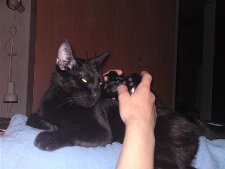 Huskat Obelix - altså far jeg vil meget hellere kæles... du spiller også altid ps2 billede 4