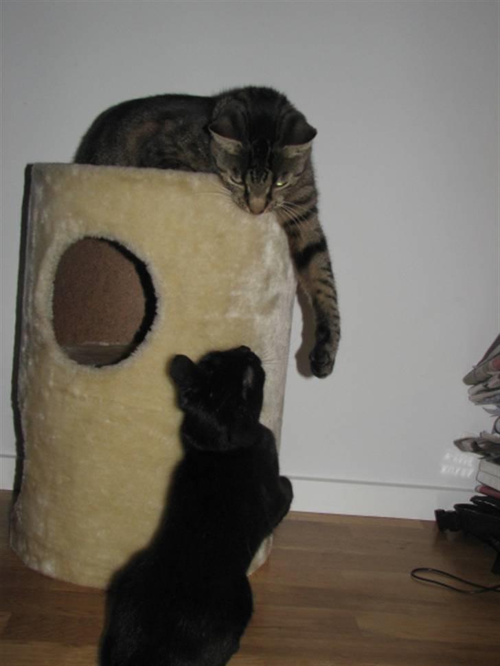 Blanding af racer ((( Sofus ))) - Sofus (den grå) og Tilde (den sorte) billede 11