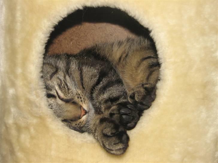 Blanding af racer ((( Sofus ))) billede 12