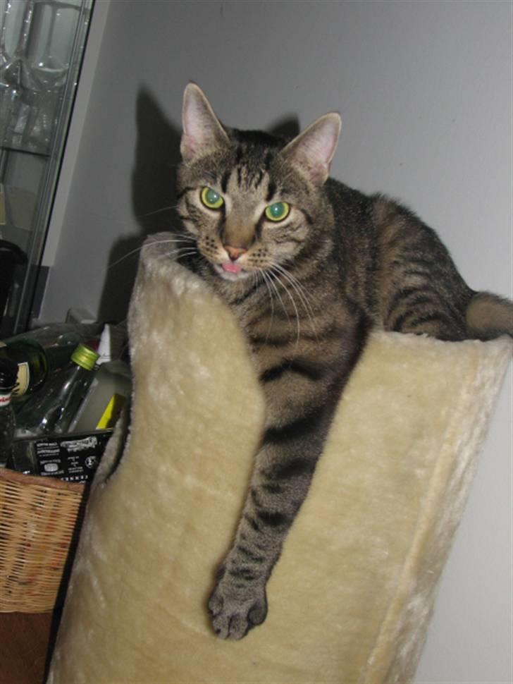 Blanding af racer ((( Sofus ))) billede 13